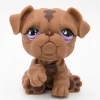 Littlest Petshop Bulldog koira #881