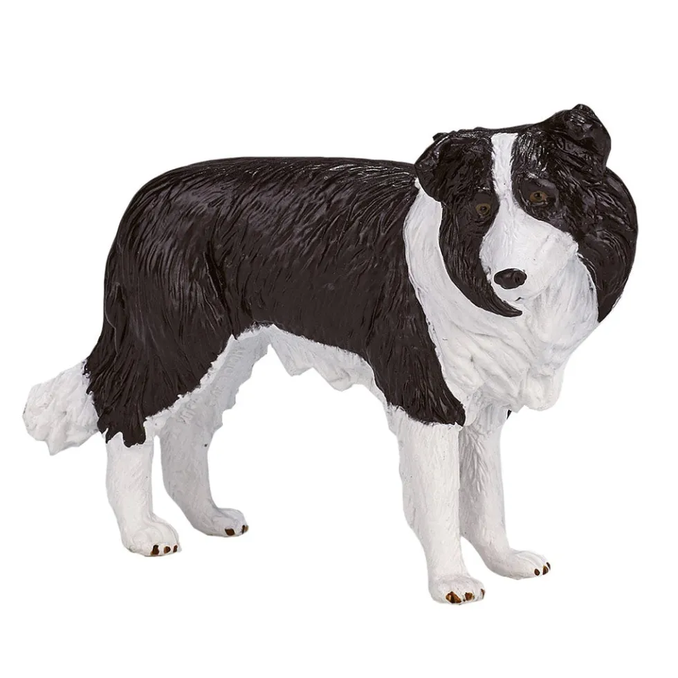 Mojo Border Collie