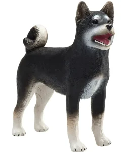 Mojo Shiba Inu koira