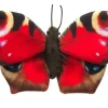 Perhonen pehmolelu 24cm